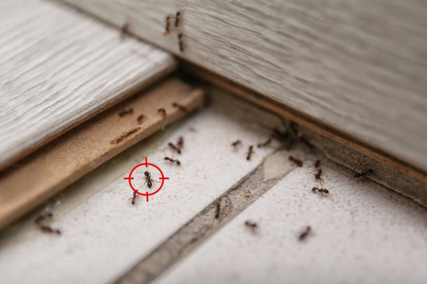 Best Wildlife Control Services  in Vail, CO